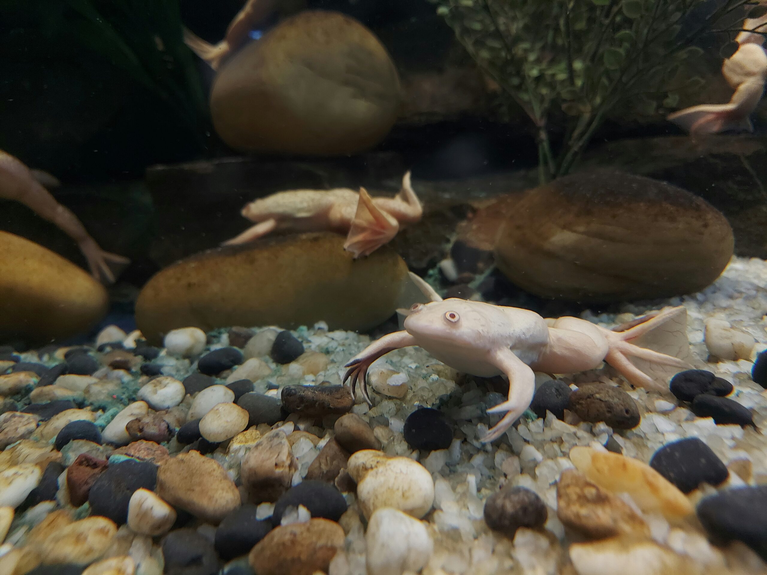 Caring for the Fascinating Axolotl Pet Guide