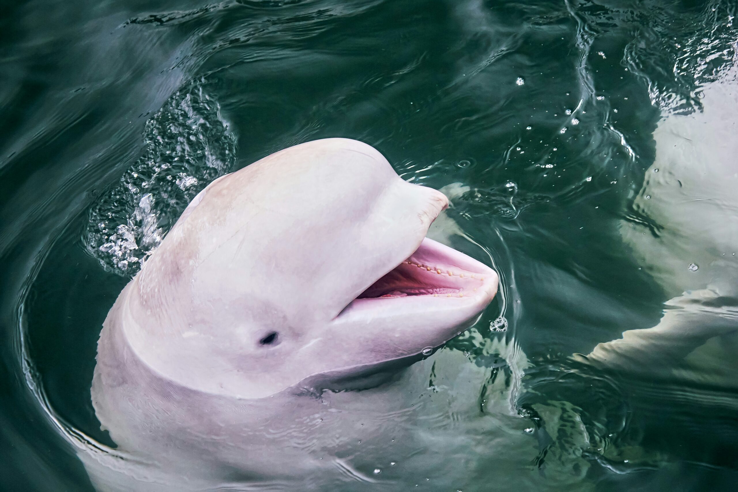 pink river dolphin in amazon